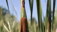Catfish and Cattails