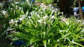 Video thumbnail: Central Texas Gardener Growing Cilantro, Mushrooms & Tillandsias