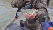 Fishing Trip; Fileting White Bass; Turkey Season