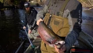 Steelhead fishing, BB gun competition, Recipe