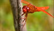 Dragonfly Watching