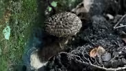 Fast Forage: Old Man Mushroom