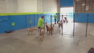 Dog Day Care Owner on Digging Up Small Business Support