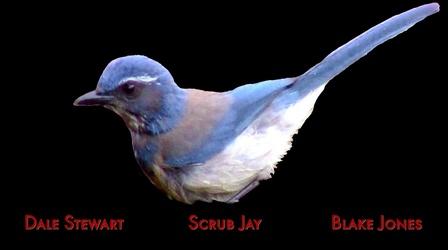 Video thumbnail: Valley PBS Community byYou Scrub Jay by Dale Stewart