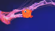 Do all jellyfish sting?