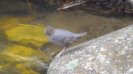 Video thumbnail: Our Wyoming Birding in Wyoming