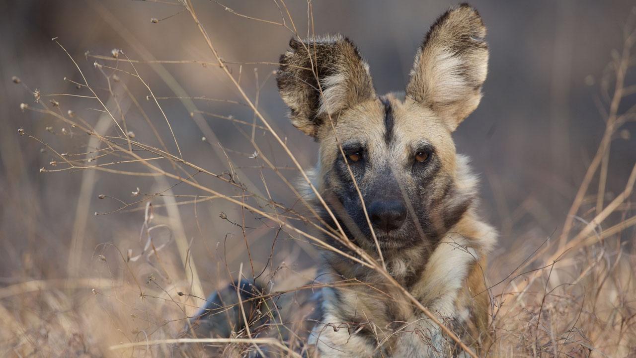 cute baby african wild dogs