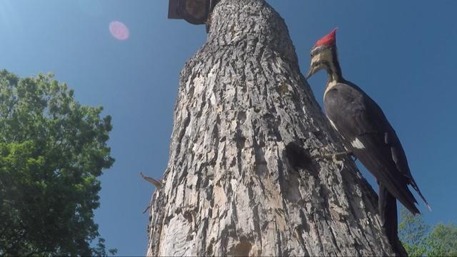 This American Land | Farmers Challenge Climate Change; Vanishing Salton Sea; Forest Habitat For Birds