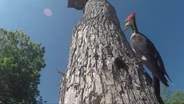 Farmers Challenge Climate Change; Vanishing Salton Sea; Forest Habitat For Birds