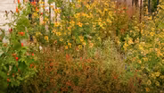 Native Plant Garden in HOA