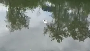 Turtle Sunbathing in the Chicago River