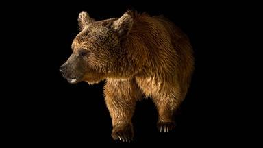 Creature Clip: Syrian Brown Bear