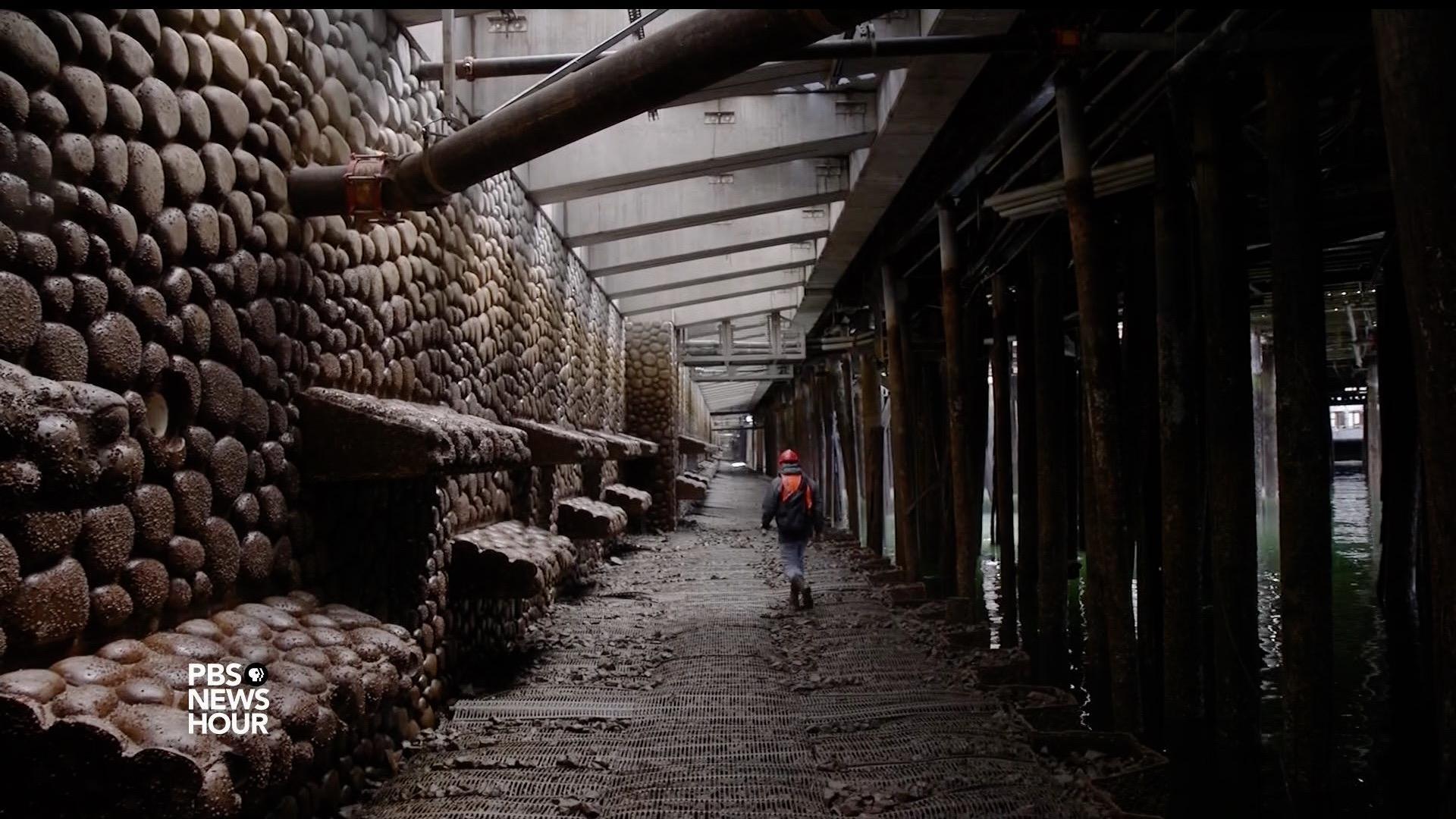 Seattle’s new seawall built to make life easier for fish