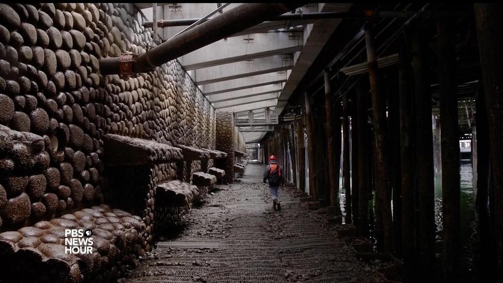 Seattle’s new seawall built to make life easier for fish image