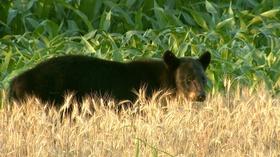 Video thumbnail: SCI NC Humans learn to live with bears