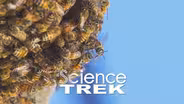 Bees: 25,000 Bees