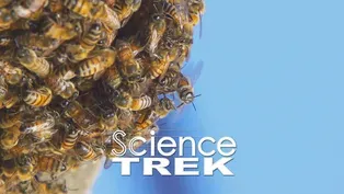 Bees: 25,000 Bees