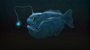 When Fish (Finally) Conquered the Deep Sea