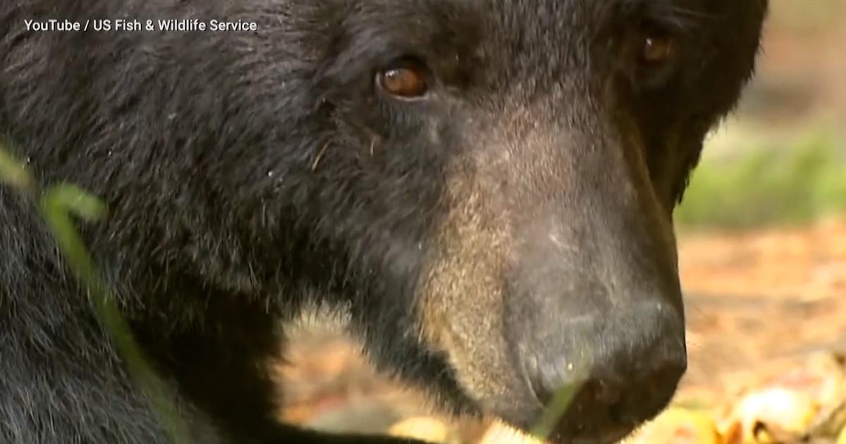 NJ Spotlight News Black bear hunting season begins in NJ Season