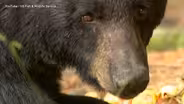 Black bear hunting season begins in NJ