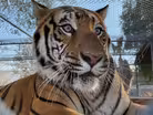 Teaching Zoo