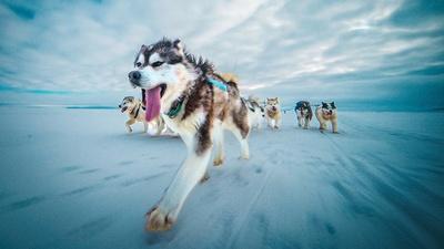 Sled Dogs: The Most Extreme Distance Athletes on Earth