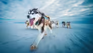 Sled Dogs: The Most Extreme Distance Athletes on Earth