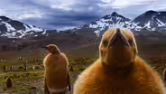 Alaska: Arctic National Wildlife Refuge