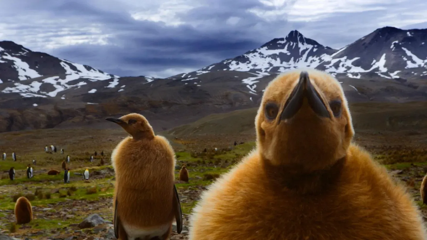 Alaska: Arctic National Wildlife Refuge