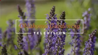 Spring Dreaming on the Best of Oklahoma Gardening November 16, 2024