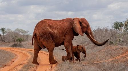 Video thumbnail: Changing Planet Elephant Orphanage