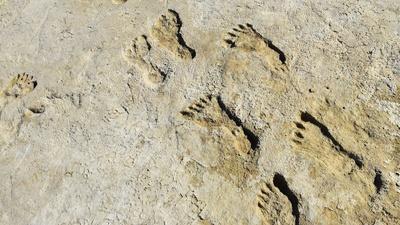 NOVA | Ice Age Footprints