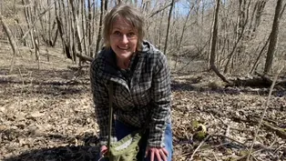 Wild Food Foraging