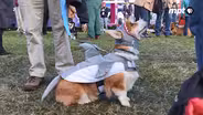 Maryland Corgi Cup at Maryland 5-Star