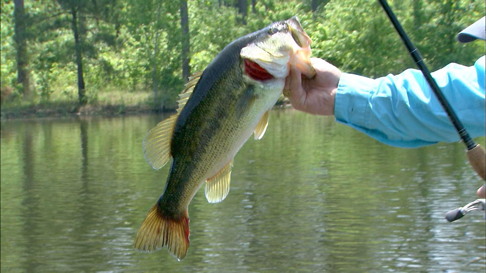 Carolina Outdoor Journal, Lizards and Bass Fishing, Season 6, Episode 13