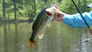 Lizards and Bass Fishing
