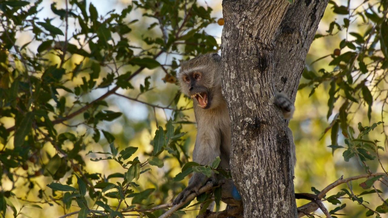 Big Cats 24/7 | Leopard Hunting Monkeys