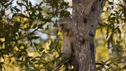 Leopard Hunting Monkeys