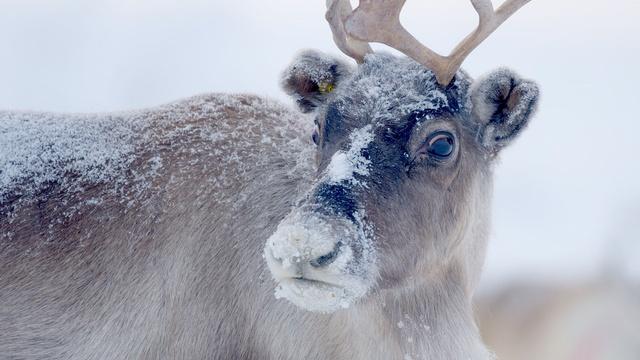 Nature | Preview of Santa's Wild Home
