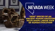 “New” species of an ancient human ancestor helps shape larger view of human evolution