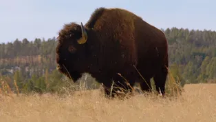 Surprising Facts About the Buffalo