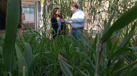 Video thumbnail: Living St. Louis Drought Resistant Plants