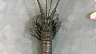 Appraisal: Meiji Period Iron Spiny Lobster