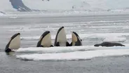 Pack-Ice Killer Whale Sounds -- on Film