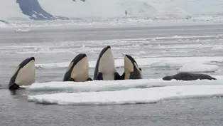 Pack-Ice Killer Whale Sounds -- on Film