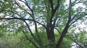Video thumbnail: Volunteer Gardener Volunteer Gardener 2701