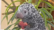 Brookfield Zoo Animals Given Valentine's Day Treats