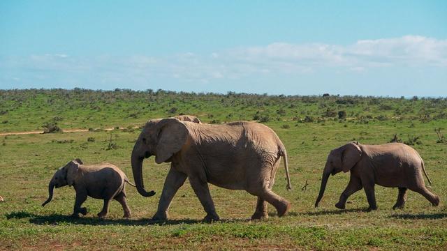 Searching for the Tuskless Elephants of Gorongosa