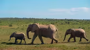 Searching for the Tuskless Elephants of Gorongosa