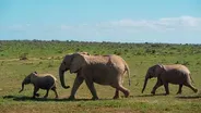 Searching for the Tuskless Elephants of Gorongosa